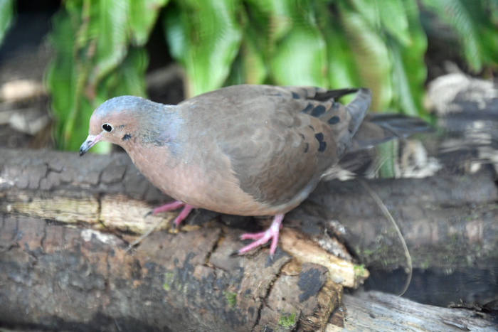 Socorro-Dove-pigeon